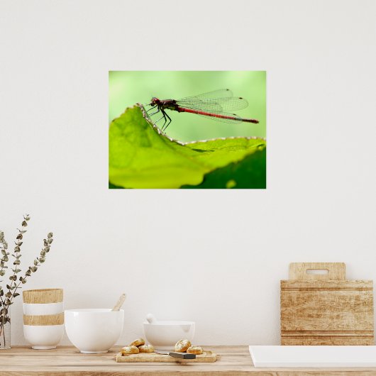 Macro damselfly op blad poster (Keuken)