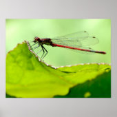Macro damselfly op blad poster (Voorkant)