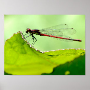Macro damselfly op blad poster