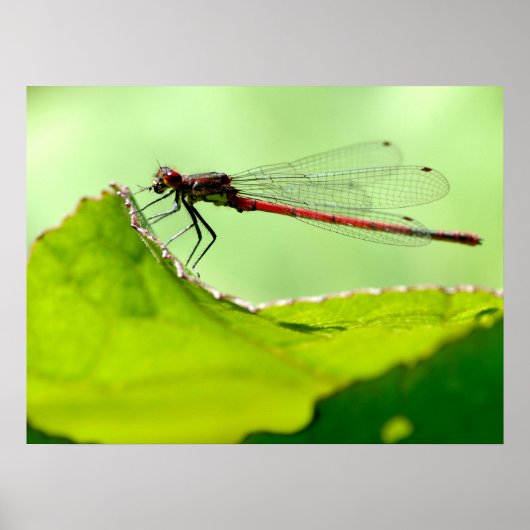Macro damselfly op blad poster (Voorkant)