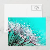 Macro Dandelion Seeds Water druppelt foto Briefkaart (Voorkant / Achterkant)