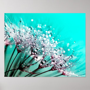 Macro Dandelion Seeds Water druppelt foto Poster