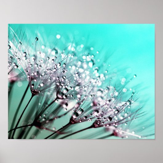 Macro Dandelion Seeds Water druppelt foto Poster (Voorkant)