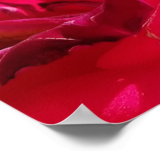 Macro Dying Red Rose Poster (Hoek)