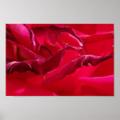 Macro Dying Red Rose Poster (Voorkant)