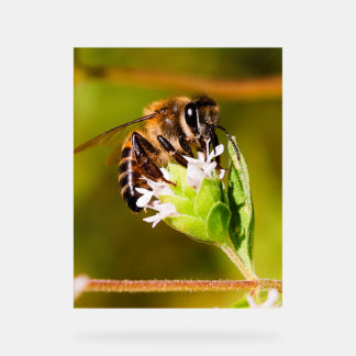 Macro foto van een honingbij acryl bord