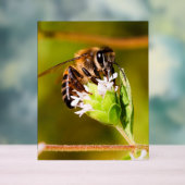 Macro foto van een honingbij acryl bord (Neutraal)