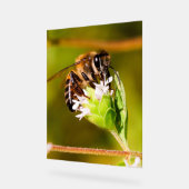 Macro foto van een honingbij acryl bord (Hoek)