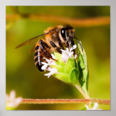 Macro foto van een honingbij poster (Voorkant)