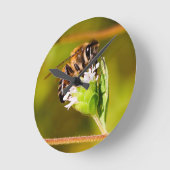 Macro foto van een honingbij ronde klok (Hoek)