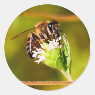 Macro foto van een honingbij ronde sticker