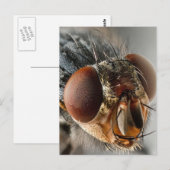 Macro foto van een vlieg briefkaart (Voorkant / Achterkant)