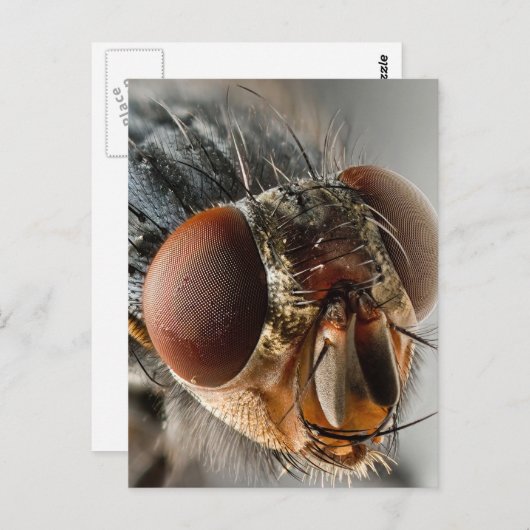 Macro foto van een vlieg briefkaart (Voorkant / Achterkant)