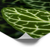 MACRO FOTO VAN GROENE PLANTEN POSTER (Hoek)