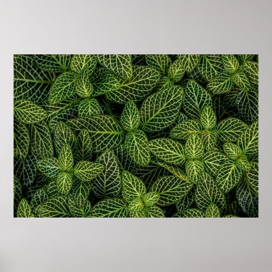MACRO FOTO VAN GROENE PLANTEN POSTER (Voorkant)