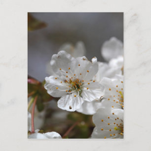 macro foto van kerselbloemen briefkaart