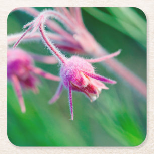Macro foto van prairie bloemen in Montana Kartonnen Onderzetters