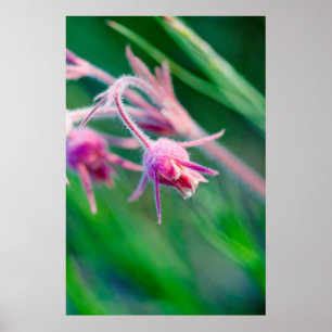 Macro foto van prairie bloemen in Montana Poster