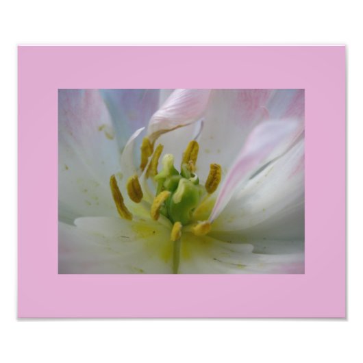 Macro-foto van roze tulp foto afdruk (Voorkant)