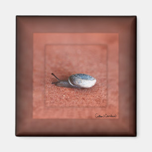 Macro-foto van slak op terracotta magneet