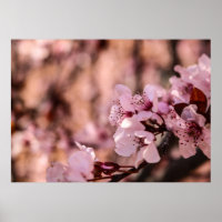MACRO FOTOGRAFIE VAN BLOOMVATTINGBLOKKERRY BLOSSOM