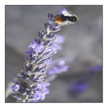 Macro Foto's van Bij op Lavendel