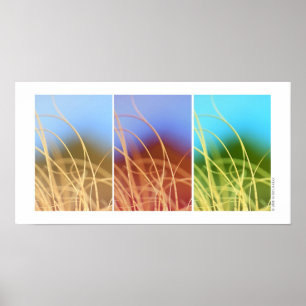 Macro Grass Trio Poster