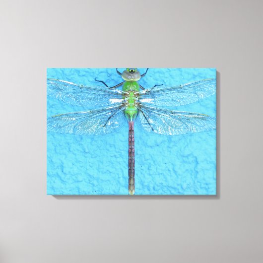 Macro Green Dragonfly op blauwe achtergrond Canvas Afdruk (Voorkant)