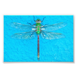 Macro Green Dragonfly op blauwe achtergrond Foto Afdruk