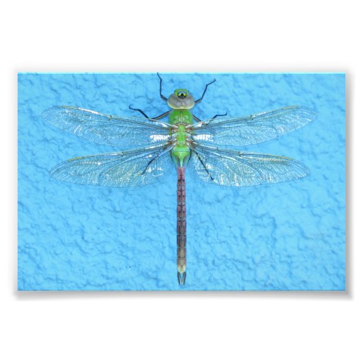 Macro Green Dragonfly op blauwe achtergrond Foto Afdruk (Voorkant)