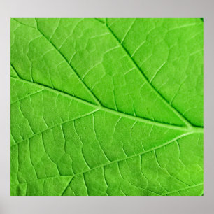 Macro Green Leaf: Ecologie Plant Poster