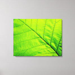 Macro Groen Blad Verpakt Canvas Afdruk