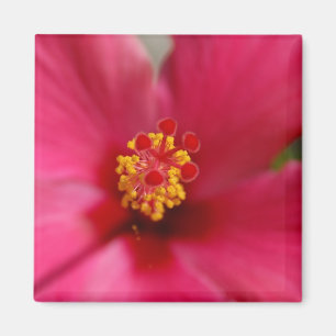 Macro Hibiscus Magnet