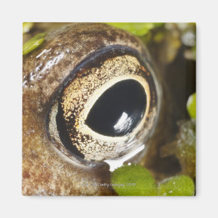 Macro; Horizontaal; kleur; Kleur; Niemand Magneet