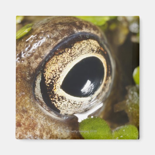 Macro; Horizontaal; Kleur; Kleur; Niemand Magneet (Voorkant)