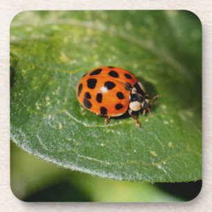Macro Ladybug Natuur Onderzetter instellen