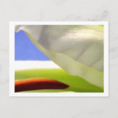 Macro Lily II Briefkaart (Voorkant)