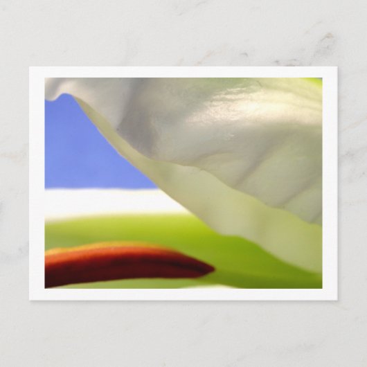 Macro Lily II Briefkaart (Voorkant)
