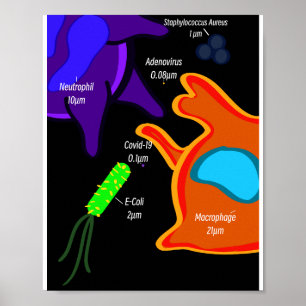Macro Microbiologie Poster