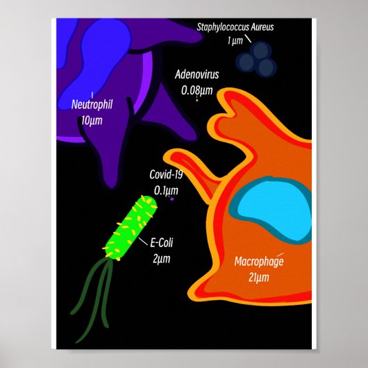Macro Microbiology Poster (Voorkant)