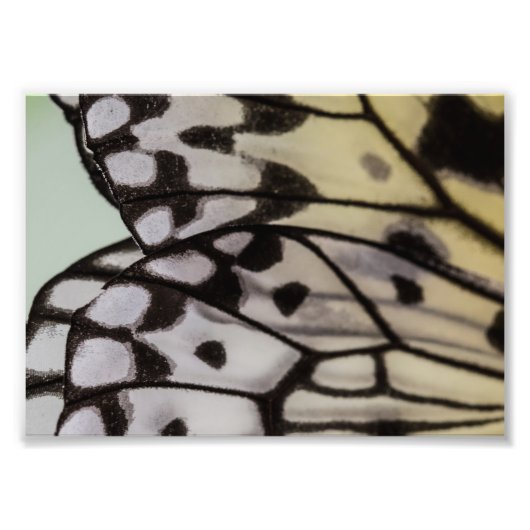 Macro Nymph Butterfly Wing Foto Afdruk (Voorkant)