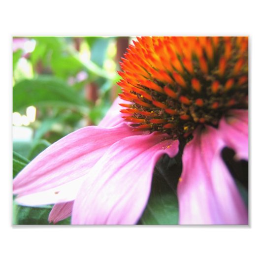 Macro Paarse Coneflower Echinacea Close-up Bloemen Foto Afdruk (Voorkant)
