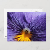 Macro: paarse en gele paniek briefkaart (Voorkant / Achterkant)