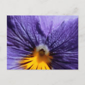 Macro: paarse en gele paniek briefkaart (Voorkant)