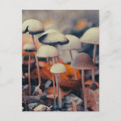 Macro Paddenstoelen Briefkaart (Voorkant)
