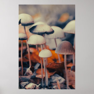 Macro Paddenstoelen Poster