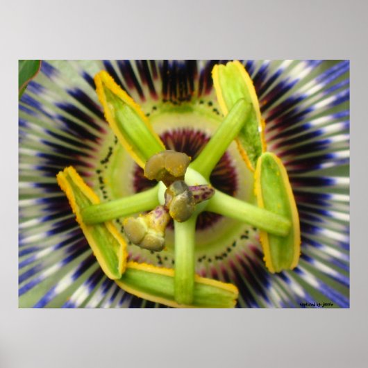 Macro Passion Poster (Voorkant)