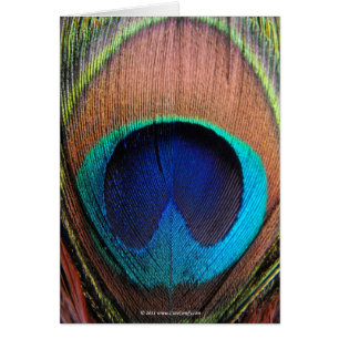Macro Peacock Feather Rich Blugraphic