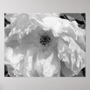 Macro Peony — zwart en wit afdrukken Poster