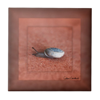 Macro Photograph of Snail on Terracotta Tegeltje